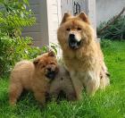 Chow Chow Welpen - kleine Löwen in rot