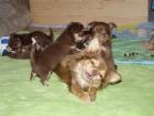 Zuckersüße Chihuahua Welpen in schoko-tan Langhaar