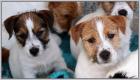 Jack Russell Welpen