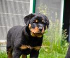 Reine Rasse Pedigree Rottweiler Welpen