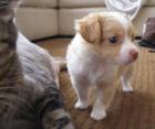 8 Wochen Bildschöne Mini Chihuahua Welpen