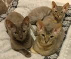Sehr seltene German Rex Kitten vom Vereins Züchter mit Papieren