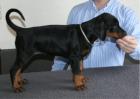 Erstklassige Dobermannwelpen mit Papieren
