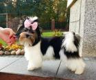 Süße Yorkshire-Terrier / Yorkie-Welpen zu verkaufen