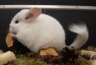 Chinchillas - Jungtiere in vielen Farben