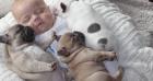 Süßer Wunderschöne Französische Bulldogge Welpen