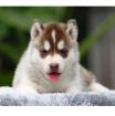 Sibirischer Husky Welpen in verschiedenen Farben