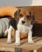 Beagle Welpe Rüde tricolor aus Körzucht abzugeben Beaglewelpen