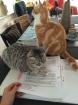 Zwei wunderschöne BKH Katzen männlich weiblich - Geschwister - 16 Monate