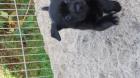 Labrador Welpen