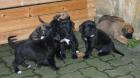 Boxer / It. Dogge Mix Welpen