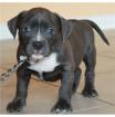 Original Reinrassiger Pitbull blue line Welpe