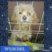 Hunde suchen ein schönes Heima