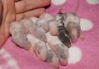 Wunderschöne Rattenbabys aus liebevoller Zucht