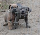 Schöne Cane Corso Welpen zu verkaufen.