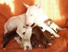Wunderschöne Miniatur Bullterrier Welpen