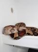 1. 0 Surinam BrokoponSuriname Boa Constrictor boa 1. 0