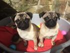 Männliche und weibliche Mops Welpen