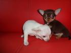MINI CHIHUAHUA WELPEN