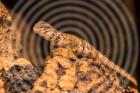 Uromastyx geyri DNZ 09/2017abzugeben