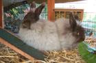 Deutsche Angora-Kaninchen havanna
