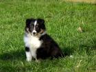 Sheltie Wurfplanung 2022 VDH/FCI