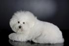 Bichon Frise Welpe für Zuhause