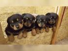 Wir haben prächtige helle Rottweiler Welpen aus einer Top-Paarung