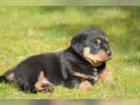 Rottweiler Welpe Billy