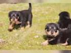 Rottweiler Welpen jetzt abzugeben Überlingen / Bodensee - Konstanz Singen Schaf
