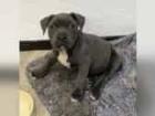 Süße reinrassige pitbull welpen