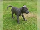 American Pit Bull Terrier Welpen zu verkaufen