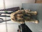 Maisacher Hundesalon