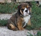 Englisch Bulldoggen welpen