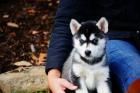 Siberian Husky mit ersten Einstellungen sehr verspielt