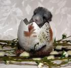 Chinchillas - viele Jungtiere suchen Osternesterl