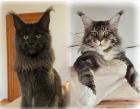 Maine Coon Kitten der Extraklasse reinrassig mit Papieren 100