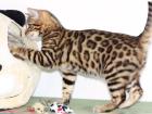 Bengalkatzen weiblich mit papiere