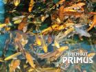 10 Koi - Happy Sunshine Paket - Größe 15-18 cm