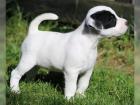 Jack Russel Terrier 11 Wochen alt