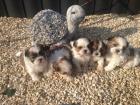 Shih Tzu Welpen suchen ein liebevolles neues Zuhause