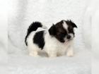 Zuckersüßer reinrassige Shih Tzu Welpen