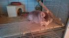 Chinchilla - Paulchen