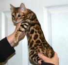 Reinrassige Bengal Kitten