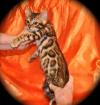 Reinrassige Bengal und savannah Kitten sind auf der Suche nach einem liebevoll