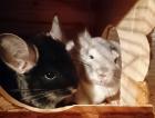 Chinchilla - Milo Flocke