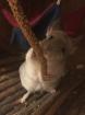Chinchilla - Tequila