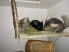 Chinchilla - Blue Sancho Milo