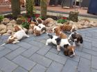 Basset Welpen suchen ein neues Zuhause