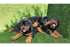 Rottweiler Welpen bereit in neue Häuser zu gehen